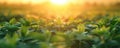 Soybean plants in a field at sunset. Royalty Free Stock Photo
