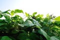 Soybean plants