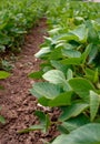 Soybean plants from ground level