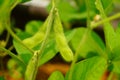 Soybean plants