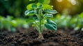Soybean plants, sprouting on the surface, seeing the dirt underneath. AI Generated. Royalty Free Stock Photo