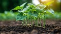 Soybean plants, sprouting on the surface, seeing the dirt underneath. AI Generated. Royalty Free Stock Photo