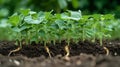 Soybean plants, sprouting on the surface, seeing the dirt underneath. AI Generated. Royalty Free Stock Photo