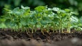 Soybean plants, sprouting on the surface, seeing the dirt underneath. AI Generated. Royalty Free Stock Photo