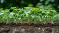 Soybean plants, sprouting on the surface, seeing the dirt underneath. AI Generated. Royalty Free Stock Photo