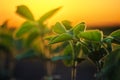 Soybean plants in sunset Royalty Free Stock Photo