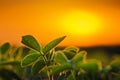 Soybean plants in sunset Royalty Free Stock Photo