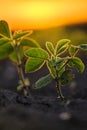 Soybean plants in sunset Royalty Free Stock Photo