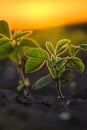 Soybean plants in sunset Royalty Free Stock Photo