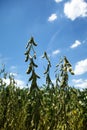 Soybean Pod Close-up. Royalty Free Stock Photo