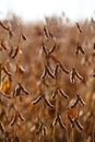 Soybean Pod Close-up. Royalty Free Stock Photo