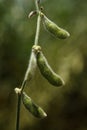 Soybean Pod Close-up. Royalty Free Stock Photo