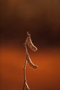 Soybean Pod Close-up. Royalty Free Stock Photo
