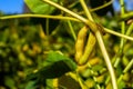 Soybean pod filled with beans in a field against the sky