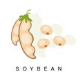 Soybean Pod, Infographic Illustration With Realistic Pod-Bearing Legumes Plant And Its Name