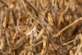 soybean pod shattering with seed in field during harvest. soybean pod shattering with seed in field during harvest.