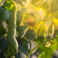 Soybean pods, close up. Agricultural soy bean plant in sunny field . Green growing soybeans against sunlight. Royalty Free Stock Photo