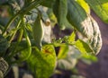 Soybean pods, close up. Agricultural soy bean plant in sunny field . Green growing soybeans against sunlight. Royalty Free Stock Photo