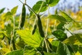 Soybean pods, close up. Agricultural soy plantation on the sunny field bokeh background. Soy bean plant in sunny field Royalty Free Stock Photo