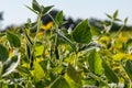 Soybean pods, close up. Agricultural soy plantation on the sunny field bokeh background. Soy bean plant in sunny field Royalty Free Stock Photo