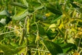 Soybean pods, close up. Agricultural soy plantation on the sunny field bokeh background. Soy bean plant in sunny field Royalty Free Stock Photo