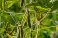 Soybean pods, close up. Agricultural soy plantation on the sunny field bokeh background. Soy bean plant in sunny field Royalty Free Stock Photo