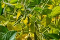 Soybean pods, close up. Agricultural soy plantation on the sunny field bokeh background. Soy bean plant in sunny field Royalty Free Stock Photo