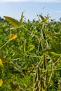 Soybean pods, close up. Agricultural soy plantation on the sunny field bokeh background. Soy bean plant in sunny field Royalty Free Stock Photo