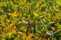 Soybean pods, close up. Agricultural soy plantation on the sunny field bokeh background. Soy bean plant in sunny field Royalty Free Stock Photo