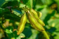 Soybean pods, close up. Agricultural soy plantation and sunshine. Soy bean plant in sunny field . Green growing soybeans against s Royalty Free Stock Photo