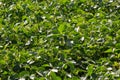 Soybean pods, close up. Agricultural soy plantation and sunshine. Soy bean plant in sunny field. Green growing soybean against Royalty Free Stock Photo