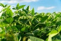 Soybean pods, close up. Soy bean plant in sunny field. Growing soybeans. Agricultural Season Royalty Free Stock Photo