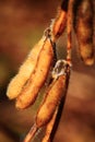 Soybean Pods Royalty Free Stock Photo