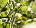 Soybean pods with selective focus on green soybean field.