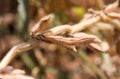 Soybean pods on the sunny field. Soy plantation Royalty Free Stock Photo