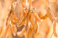 Soybean pods on the sunny field. Soy plantation Royalty Free Stock Photo