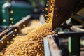 Soybean processing on a conveyor belt Royalty Free Stock Photo