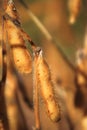 Soybean Pods Royalty Free Stock Photo