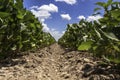 A soybean row in Arkansas Royalty Free Stock Photo