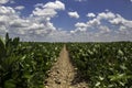 A soybean row in Arkansas Royalty Free Stock Photo
