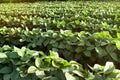 Soybean on a row Royalty Free Stock Photo