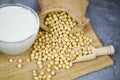 Soybean on sack and soy milk in glass on white gray background - Milk healthy diet and natural bean protein