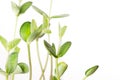 Soybean seedlings over white, closeup