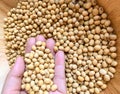 Soybean seeds in hand Royalty Free Stock Photo