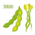 Soybean set. Beans, capsule of soya, stalks. Vegetarian healthy food.