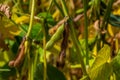 Soybean shell in the soybean field. yellow and brown pods. Productivity improvement technology Royalty Free Stock Photo
