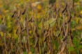 Soybean shell in the soybean field. yellow and brown pods. Productivity improvement technology Royalty Free Stock Photo