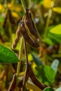 soybean shell in the soybean field. yellow and brown pods. Productivity improvement technology Royalty Free Stock Photo