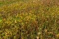 soybean shell in the soybean field. yellow and brown pods. Productivity improvement technology Royalty Free Stock Photo