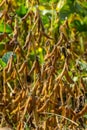 soybean shell in the soybean field. yellow and brown pods. Productivity improvement technology Royalty Free Stock Photo